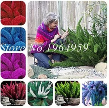 Fresh 100PCS Foxtail Fern Seeds Mixed Red Green Purple Dark red White etc. Colors