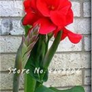 Fresh 200PCS Canna Lily Seeds Fresh Red Double Flowers