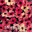 Fresh 10PCS Susan Seeds Rose Red Flowers with Black Eye