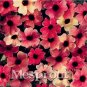 Fresh 10PCS Susan Seeds Rose Red Flowers with Black Eye