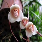 Fresh 100PCS Rare Japanese Monkey face Orchid Seeds Khaki Color