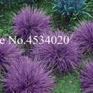 Fresh 300PCS Purple Fescue Grass Seeds Festuca glauca Perennial Hardy Ornamental