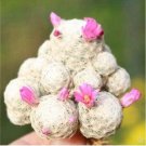 Fresh 20PCS Ball Cactus Seeds Pink Flowers
