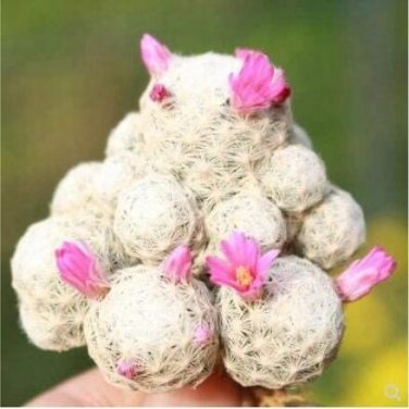 Fresh 20PCS Ball Cactus Seeds Pink Flowers