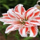 Fresh 200PCS Tawny Daylily Seeds White Red Stripes Double Flowers