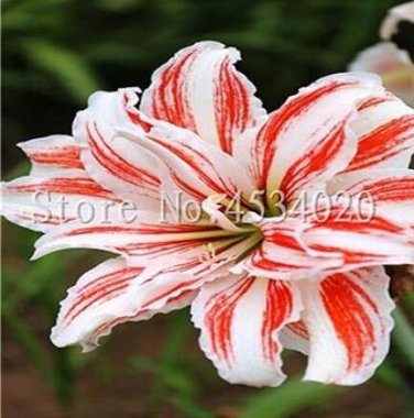 Fresh 200PCS Tawny Daylily Seeds White Red Stripes Double Flowers