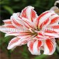 Fresh 200PCS Tawny Daylily Seeds White Red Stripes Double Flowers
