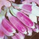 Fresh 100PCS Dwarf Banana Seeds Pink Skin