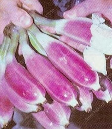 Fresh 100PCS Dwarf Banana Seeds Pink Skin