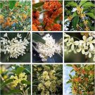Fresh 20PCS Fragrant Osmanthus Seeds Sweet Olive Tree Mixed Colors