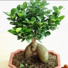 Fresh 20PCS Banyan Tree Seed Ficus Ginseng