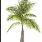 Fresh 20PCS Bottle Palm Seeds Green Color