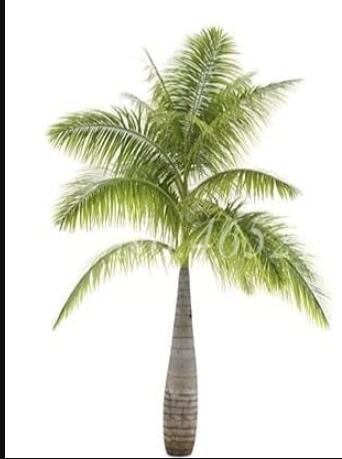 Fresh 20PCS Bottle Palm Seeds Green Color