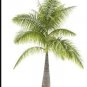 Fresh 20PCS Bottle Palm Seeds Green Color
