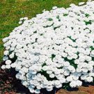 Fresh 100PCS Creeping Thyme Seeds White Red Available
