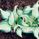 Fresh 200PCS Hosta Seed Perennials Milky White with Green Edge Leaves