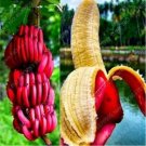 Fresh 100PCS Dwarf Banana Seeds Dark Red Skin