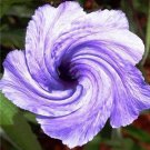 Fresh 100PCS Petunia Flower Seeds Purple White Bicolor Spiral Flowers