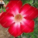 Fresh 2PCS Desert Rose Adenium Seeds Rose Red Single Petal Flowers