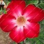 Fresh 2PCS Desert Rose Adenium Seeds Rose Red Single Petal Flowers