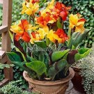 Fresh 200PCS Canna Lily Potted Flower Seeds Yellow Red Colorful Flowers