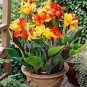 Fresh 200PCS Canna Lily Potted Flower Seeds Yellow Red Colorful Flowers