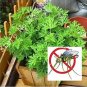 Fresh 100PCS Mosquito Repelling Grass Mozzie Buster Sweetgrass Seeds