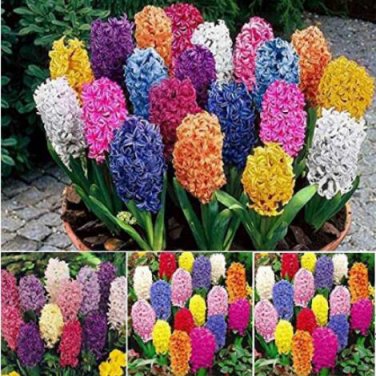 Fresh 300PCS Hyacinth Seeds Mixed Colorful Flowers