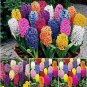 Fresh 300PCS Hyacinth Seeds Mixed Colorful Flowers