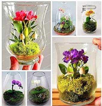 Fresh 100PCS Mini Orchid Seeds Mixed Rose Red Purple Orange White Flowers