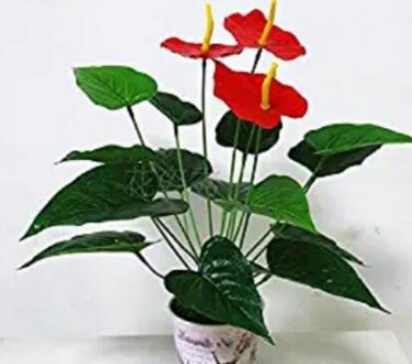 Fresh 100PCS Red Anthurium Seeds