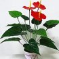 Fresh 100PCS Red Anthurium Seeds