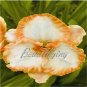 Fresh 150PCS Daylily Flower Seeds White Flowers with Light Orange Flowers