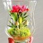 Fresh 100PCS Mini Seed Orchid Seeds Rose Red Flowers