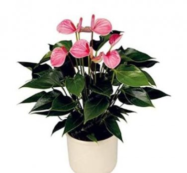 Fresh 100PCS Anthurium Seeds Light Pink Flowers