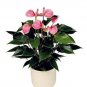 Fresh 100PCS Anthurium Seeds Light Pink Flowers