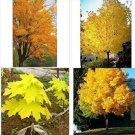 Fresh 100PCS Yellow Maple Tree Seeds