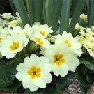 Fresh 100PCS Evening Primrose Seeds Light Yellowish White Flowers with Yellow Centre