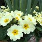 Fresh 100PCS Evening Primrose Seeds Light Yellowish White Flowers with Yellow Centre