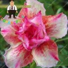 Fresh 2PCS Desert Rose Seeds Pink Serious Flowers