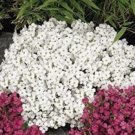 Fresh 200PCS Creeping Thyme Seeds Rock CRESS Plant White and Dark Red Color