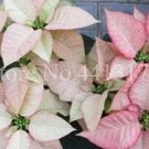 Fresh 100PCS Poinsettia Seeds Pinkish White and Light Pink Color