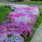 Fresh 200PCS Creeping Thyme Seeds Rock CRESS Plant Mixed Pink and White Colors