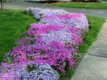 Fresh 200PCS Creeping Thyme Seeds Rock CRESS Plant Mixed Pink and White Colors