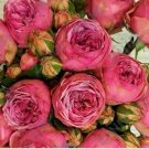 Fresh 10PCS Exotic Double Peony Seeds Red Double Flowers Ball Type