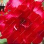 Fresh 2PCS Desert Rose Seeds Bright Dark Red Double Flowers