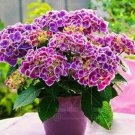 Fresh 50PCS Hydrangea Seeds 2 Colors Available