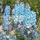 Fresh 120PCS Delphinium Seeds Light Bright Blue Colors