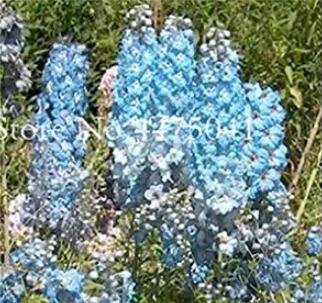 Fresh 120PCS Delphinium Seeds Light Bright Blue Colors