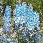 Fresh 120PCS Delphinium Seeds Light Bright Blue Colors
